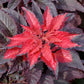 amaranthus molten fire | copyright: Floramedia UK Ltd