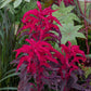 amaranthus molten fire