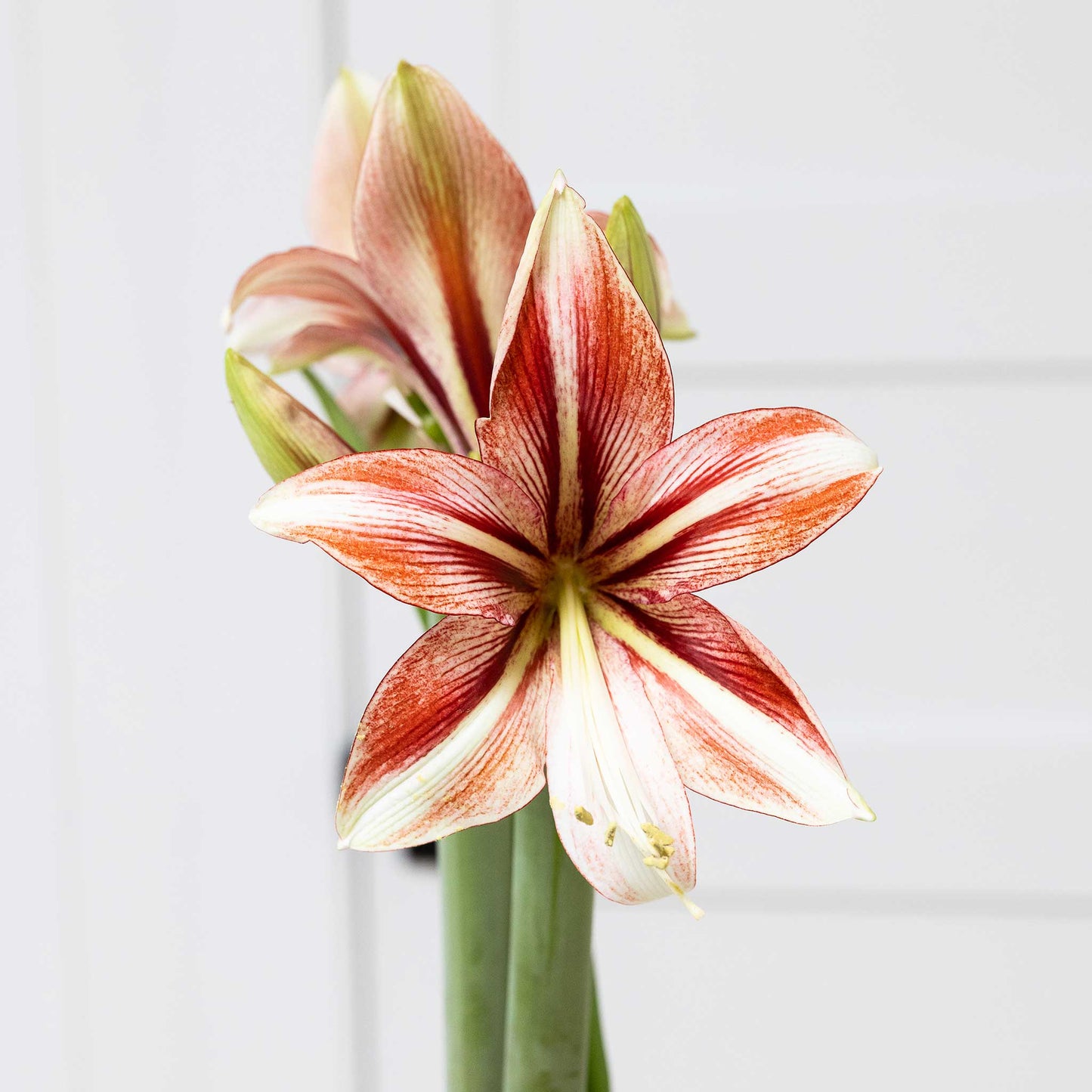 Amaryllis Bulbs - Charisma Gold Wax | Indoor Flower Bulbs | Eden Brothers