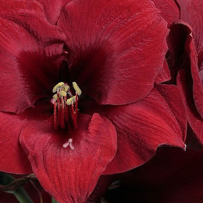 amaryllis red wax