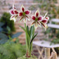 amaryllis exotic star