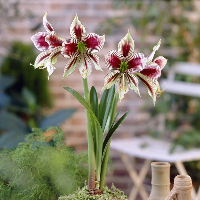 amaryllis exotic star