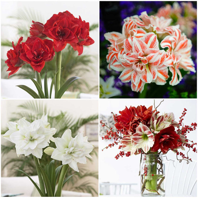 amaryllis holiday mix