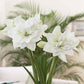 amaryllis holiday mix