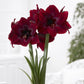 amaryllis jumbo royal velvet