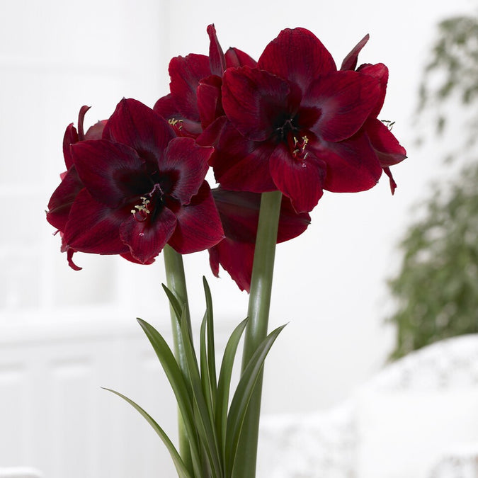 amaryllis royal velvet