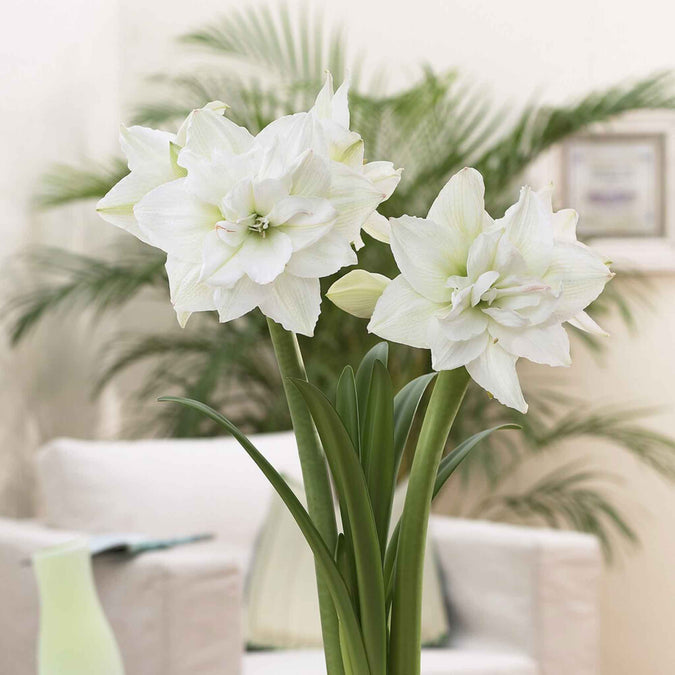 amaryllis white nymph