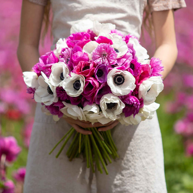 anemone adelines mix