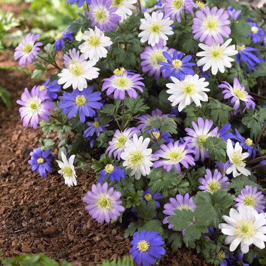 anemone blanda mix