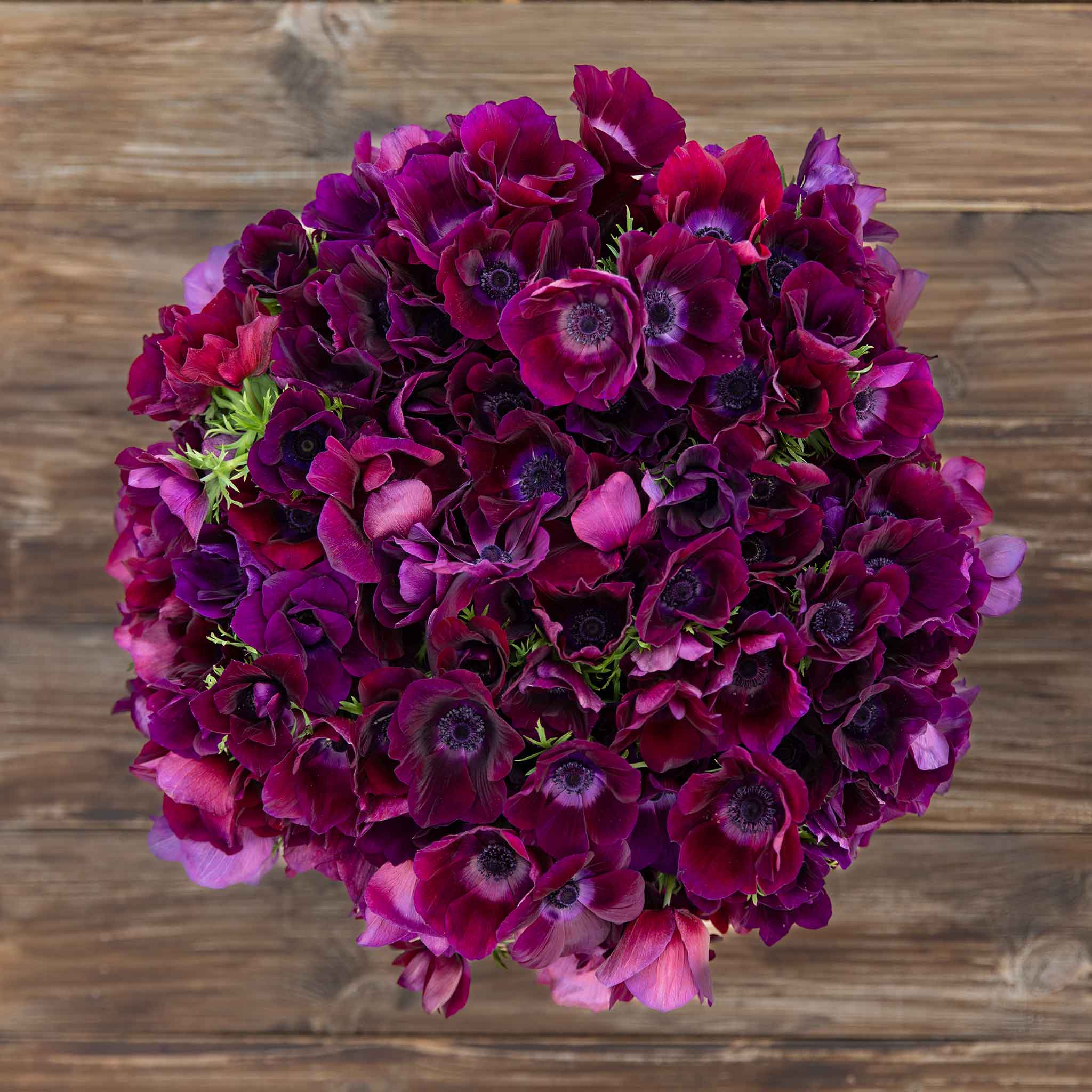 Anemone Bulbs - Bordeaux | Flower Bulbs | Eden Brothers