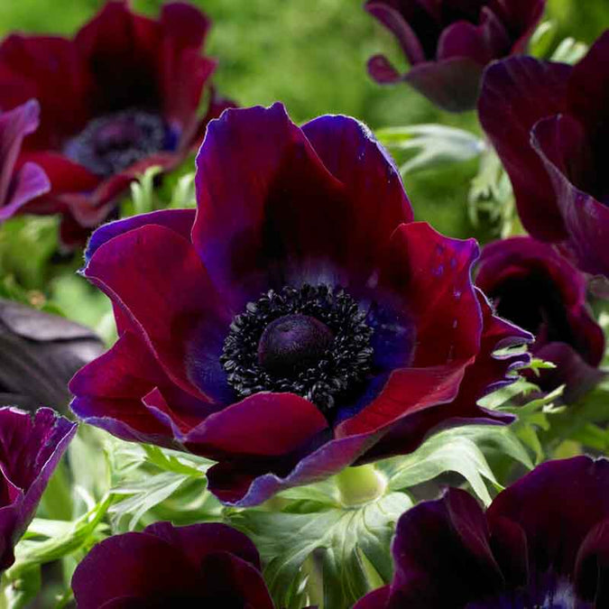 Anemone Bulbs - Bordeaux | Flower Bulbs | Eden Brothers