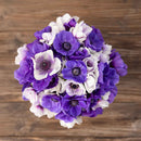 Anemone Bulbs - Midnight Mix | Flower Bulbs | Eden Brothers