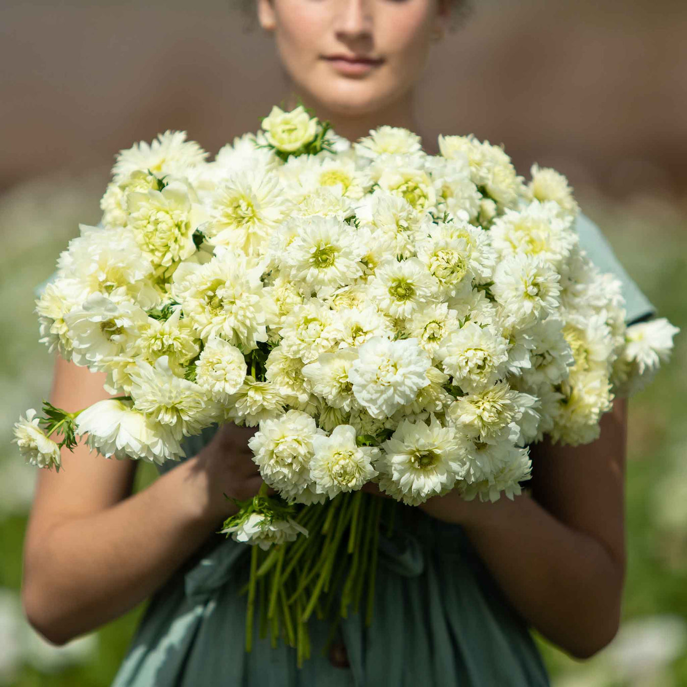 Anemone Bulbs - Fullstar White | Flower Bulbs | Eden Brothers