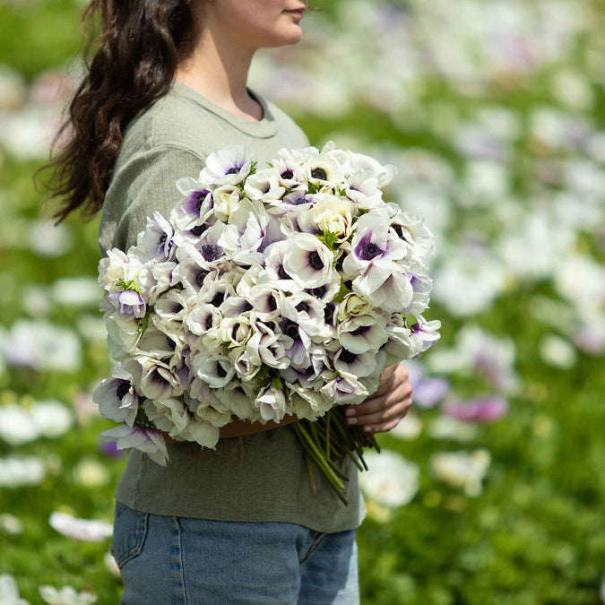 anemone pastel blue