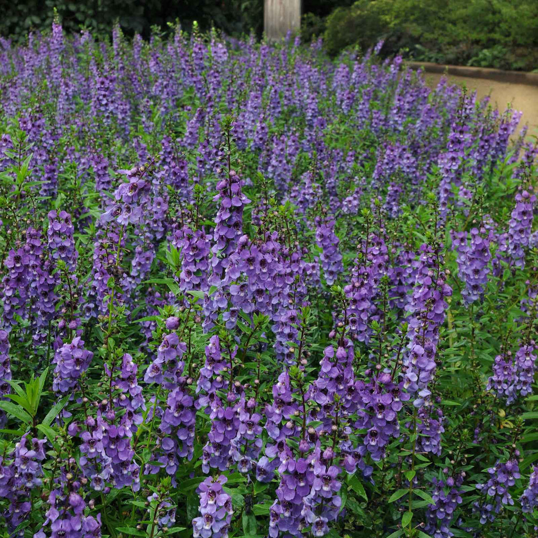 Angelonia Seeds - Serena Blue | Flower Seeds in Packets & Bulk | Eden ...