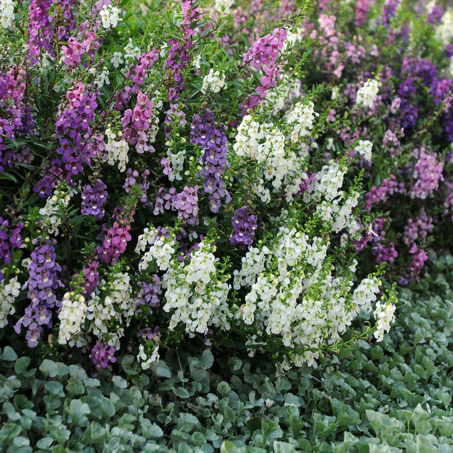 angelonia serena mix