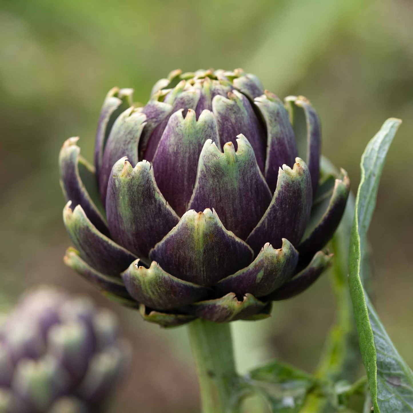 artichoke purple globe