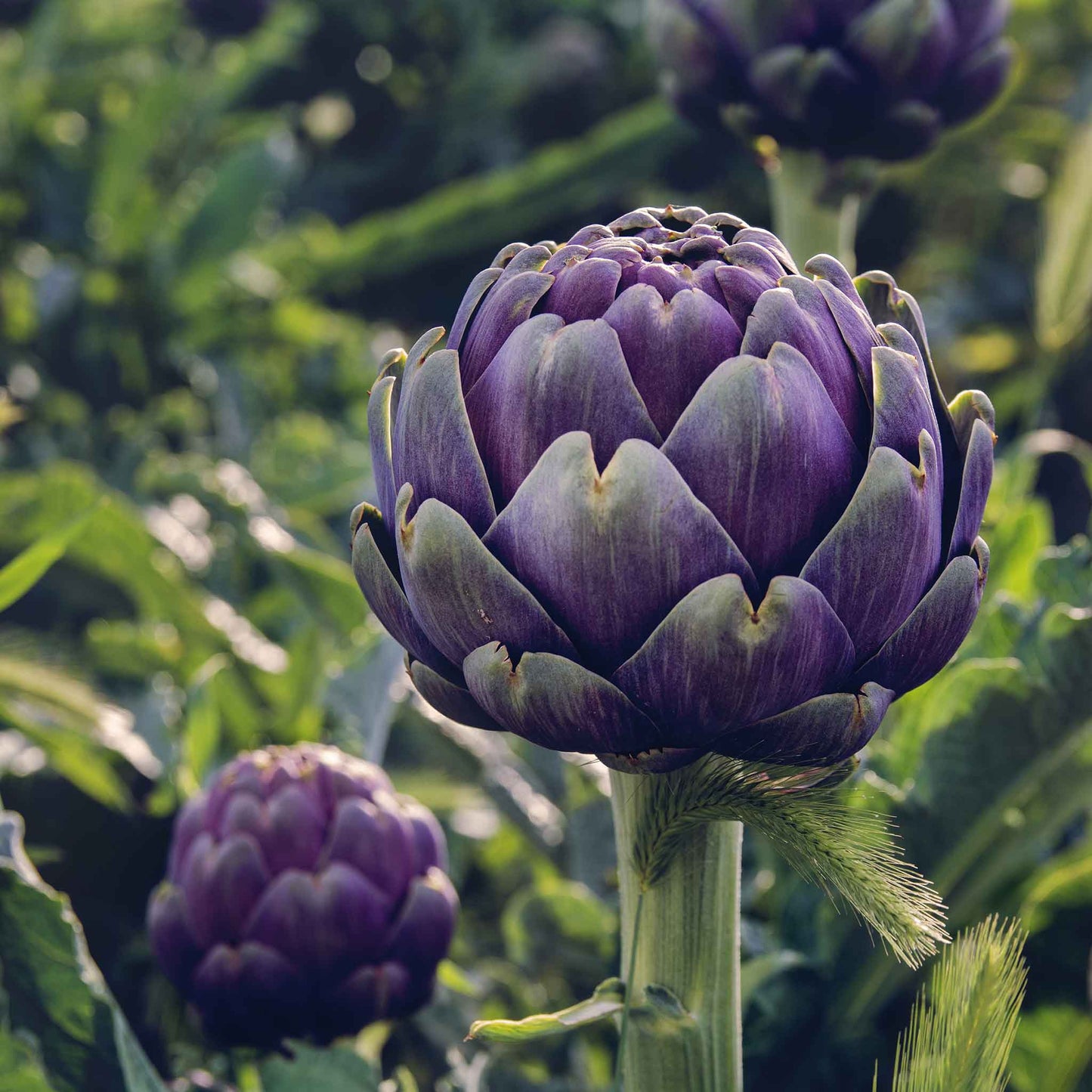 artichoke purple globe