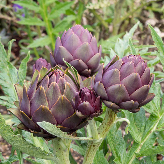 artichoke violet de provence