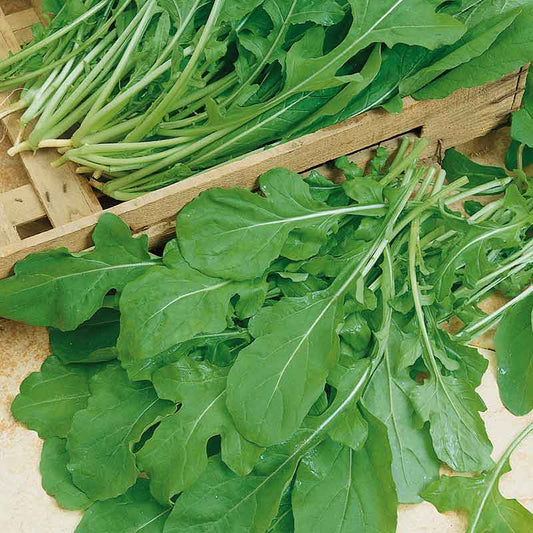 arugula organic rocket