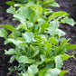 arugula rocket organic