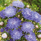 aster blue and white