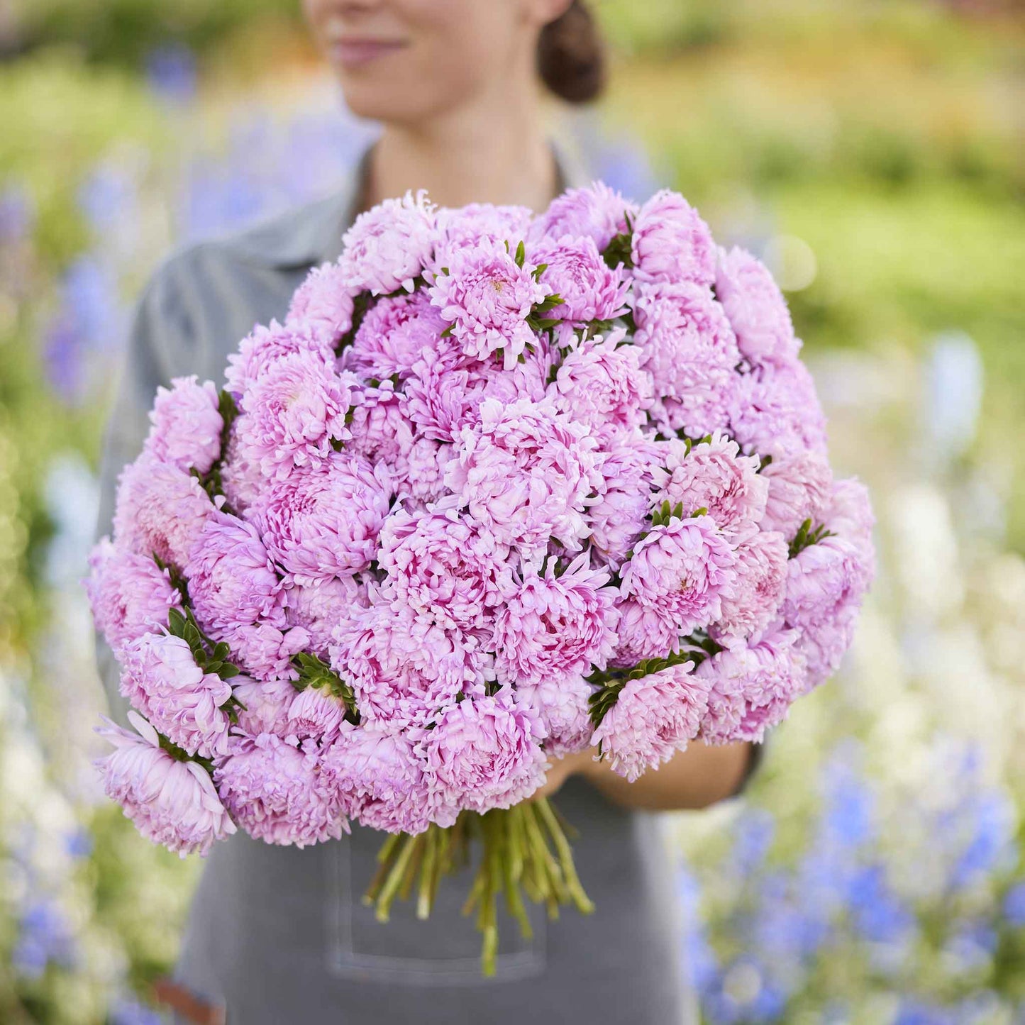 aster coral rose