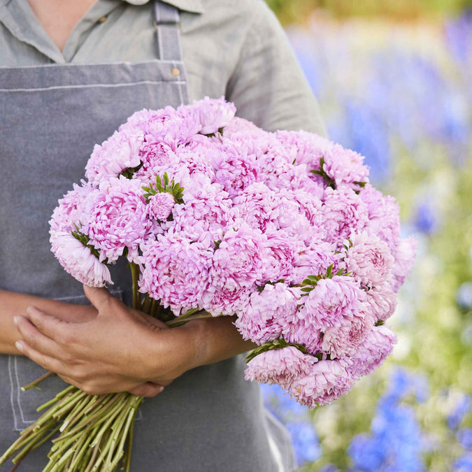 aster coral rose