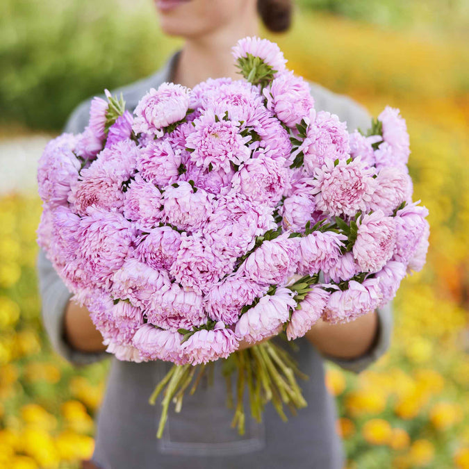 aster coral rose