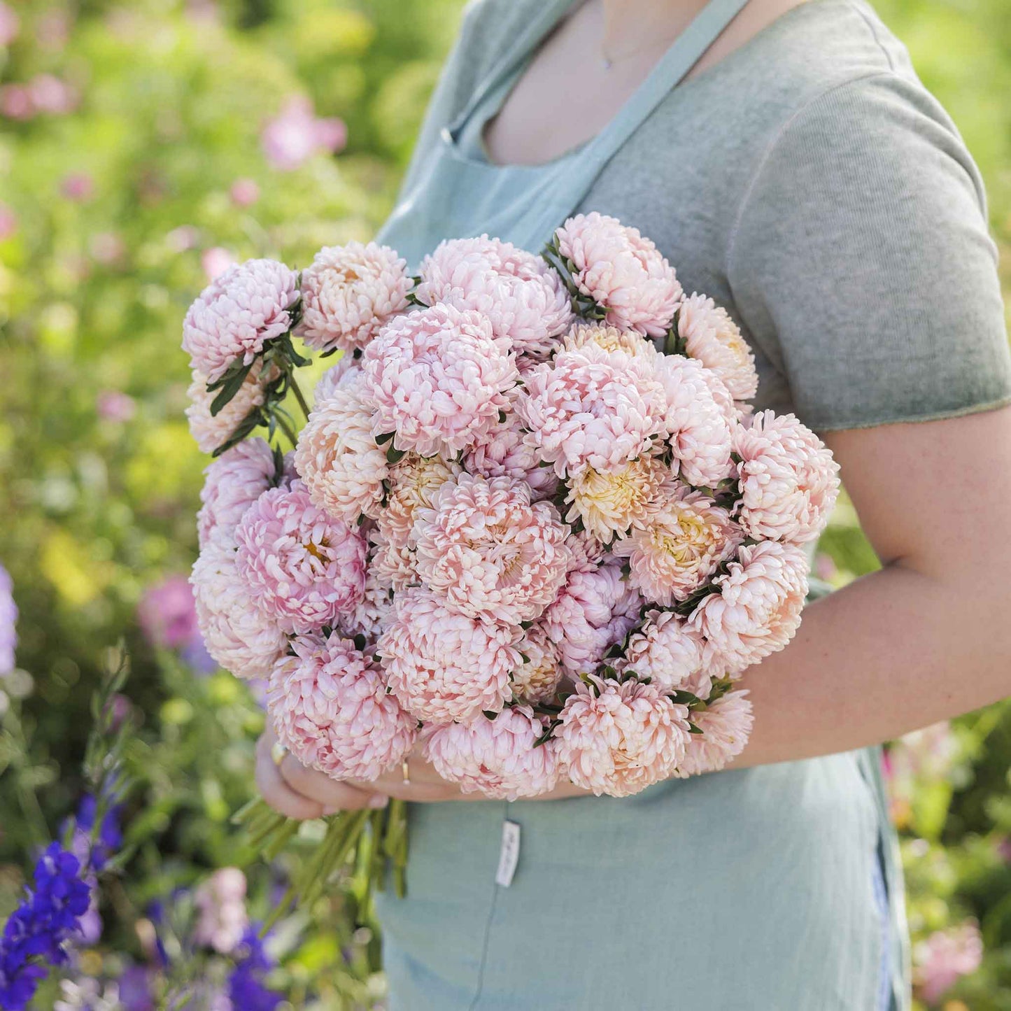 aster duchess apricot