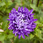 aster jewelaster purple