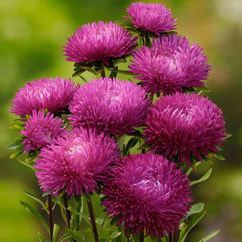 aster jewelaster rose | copyright: Floramedia UK Ltd