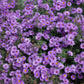 new england aster