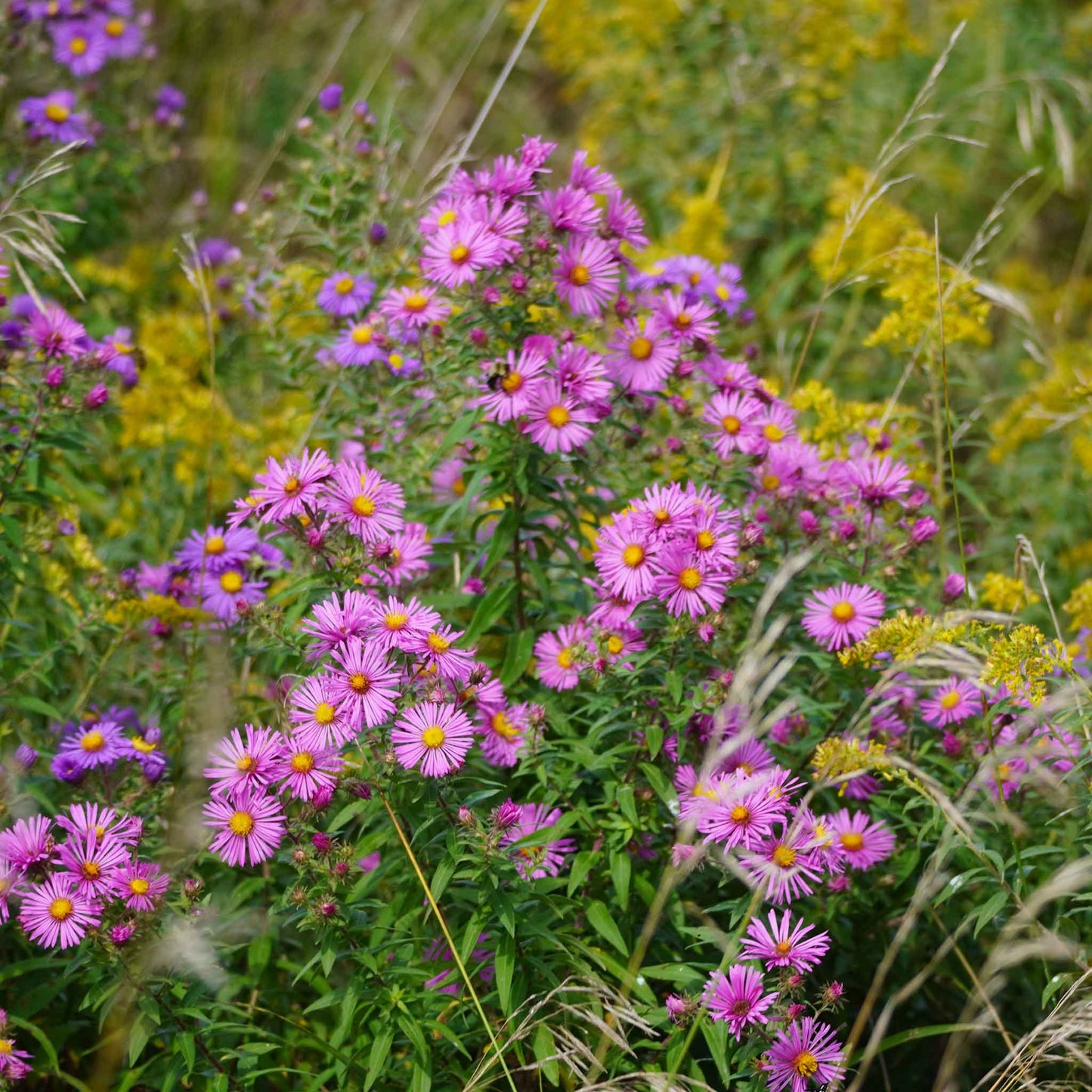 new england aster