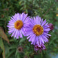 new england aster