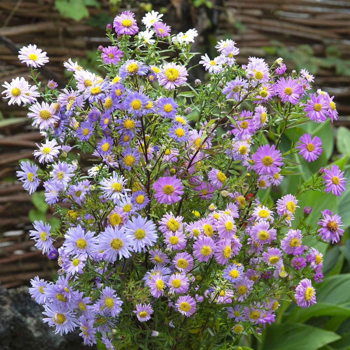 aster new hybrids mix