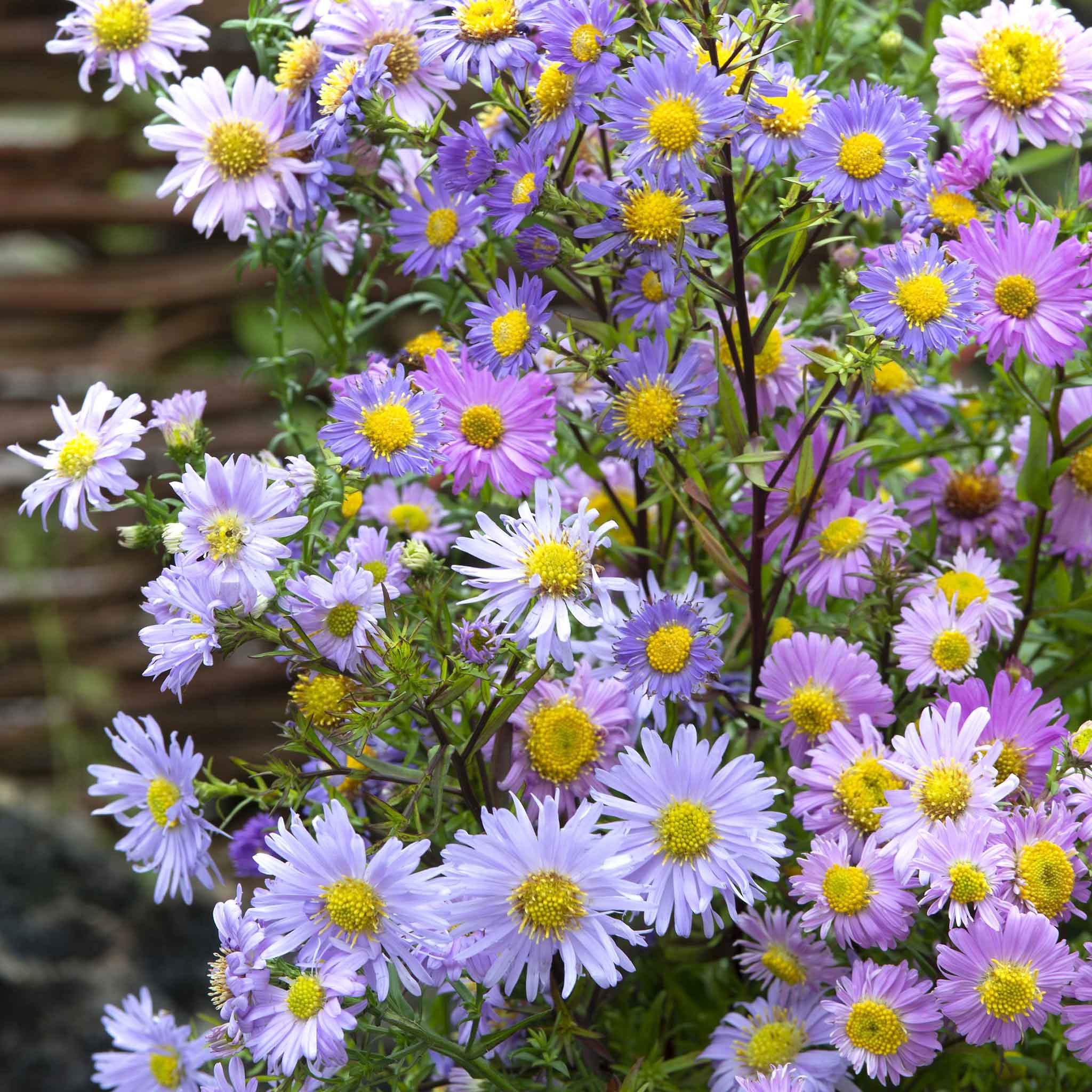 Aster Seeds - New Hybrids | Flower Seeds in Packets & Bulk | Eden Brothers