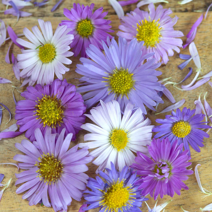 aster new hybrids mix