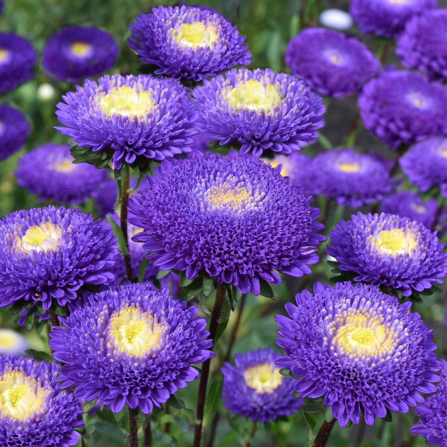 aster blue and white pompon