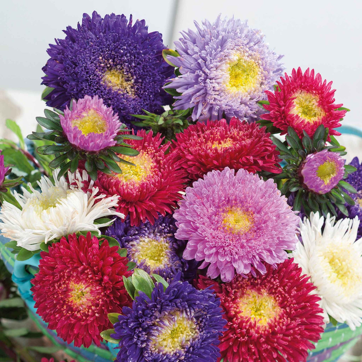 aster powderpuff mix