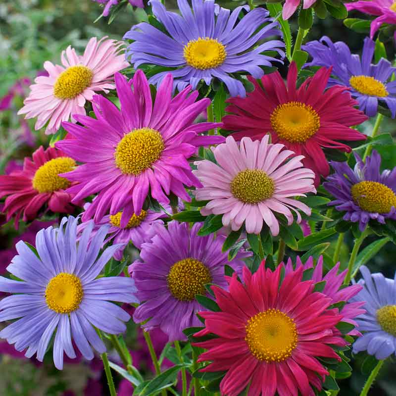 china aster single mix | copyright: Floramedia UK Ltd