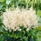 astilbe diamant