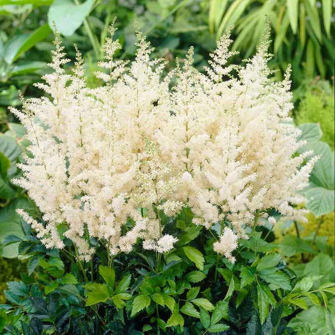 astilbe diamant