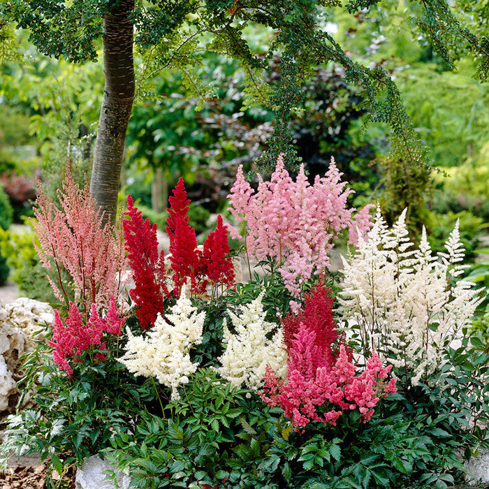 Astilbe Roots - Mix | Spring Flower Bulbs | Eden Brothers