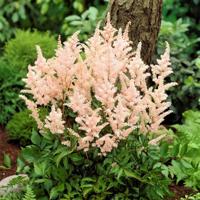 astilbe peach blossom