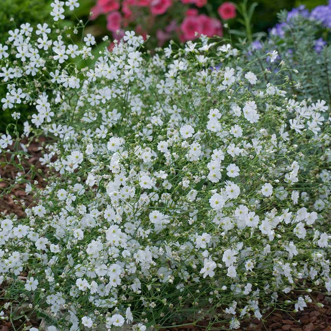 babys breath annual | copyright: Floramedia UK Ltd