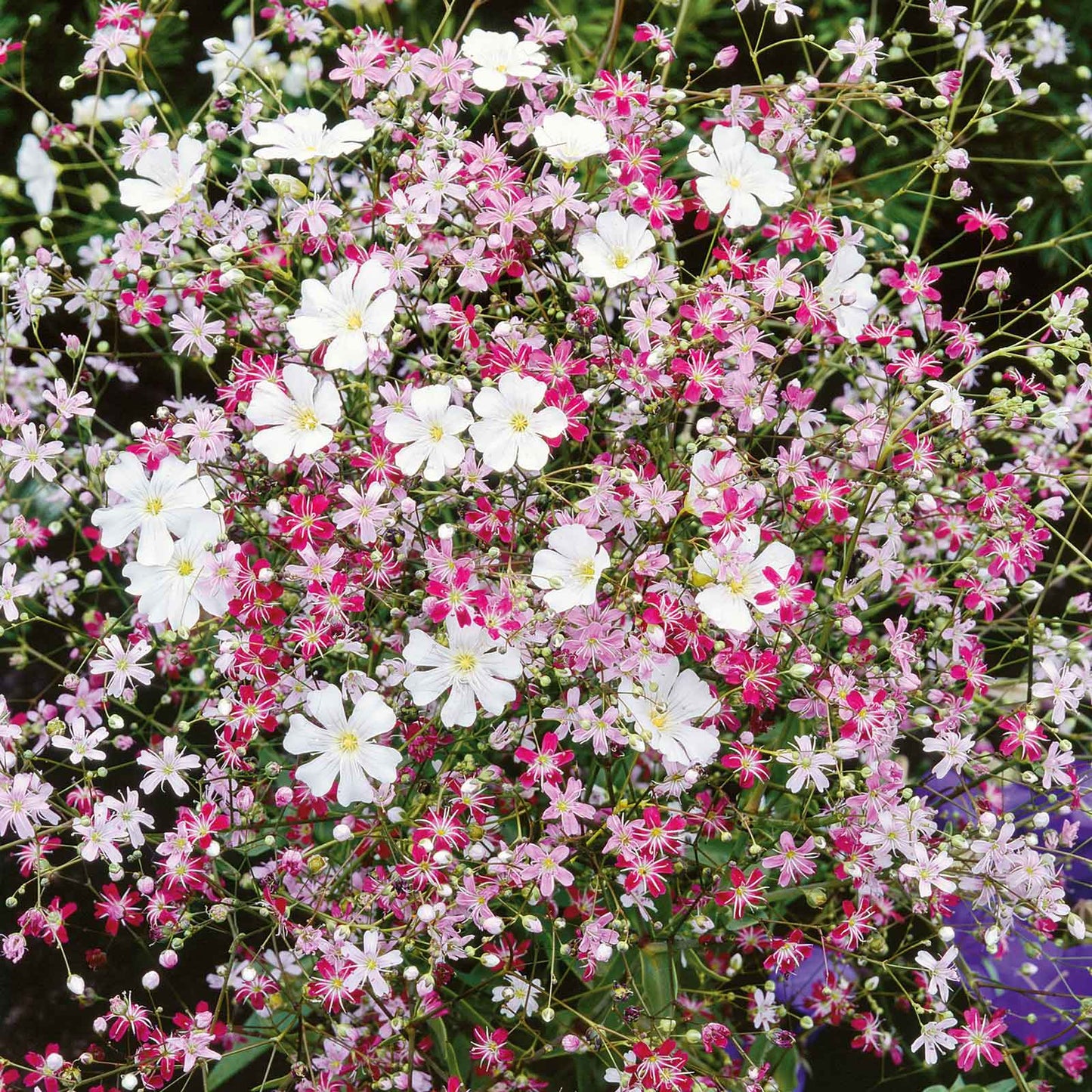 babys breath mixed