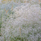 babys breath perennial