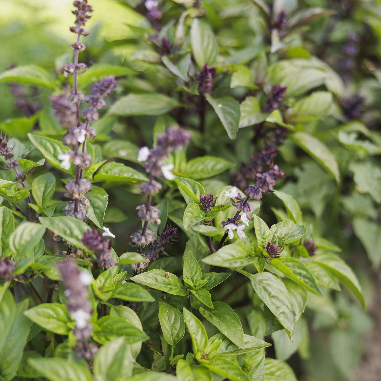 basil cinnamon