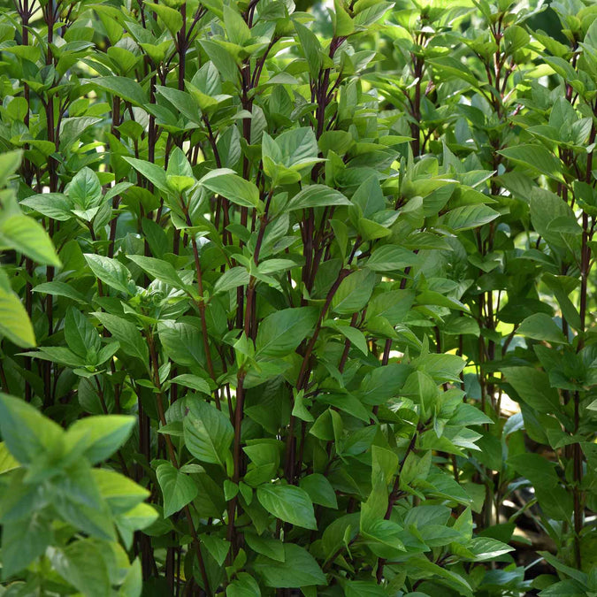 basil everleaf thai towers